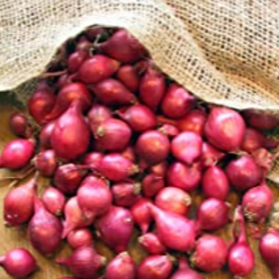 resources of Star Aniseed/autumn Star Aniseed exporters