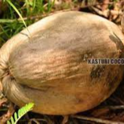 resources of Wholesale Coconut Bowls From Vietnam exporters