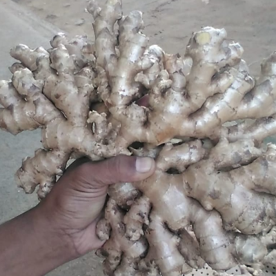 resources of White Pepper Powder exporters