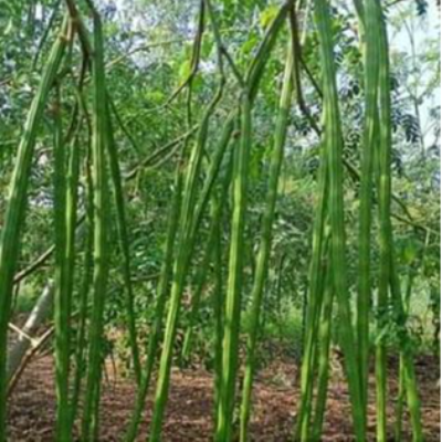 resources of Soursop Leaves - Brazilian Paw exporters