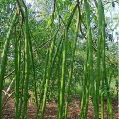 resources of Rattan Woven Mirror Frame exporters