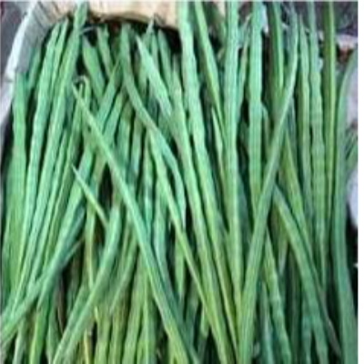resources of Vietnam Manau Rattan Pole (Verda) exporters
