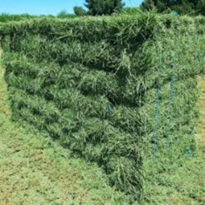resources of Sea Moss / Seaweed exporters