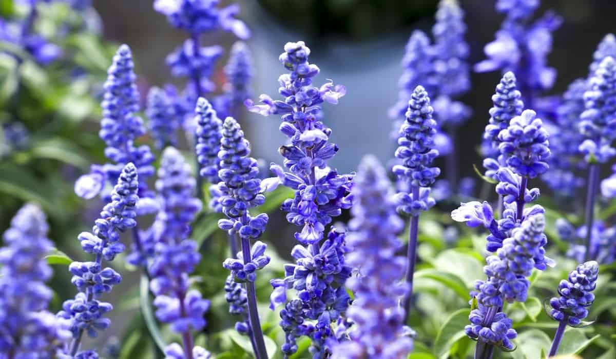 resources of Mahalabiya Oil exporters