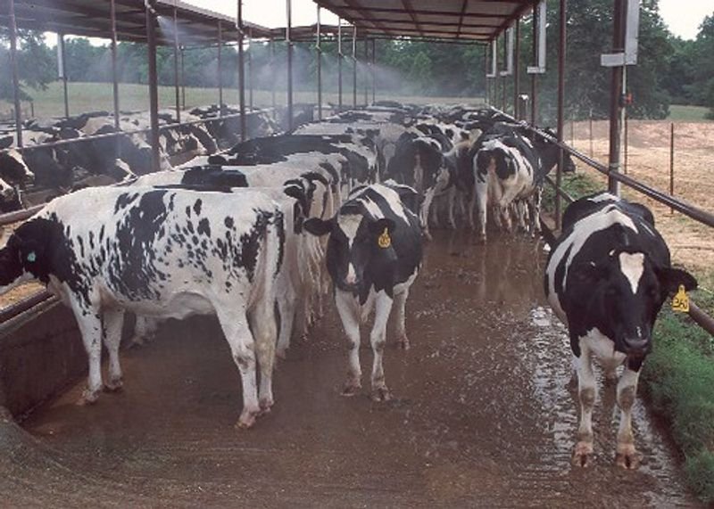 resources of Factory Price Pp Fine Mist Sprayer exporters