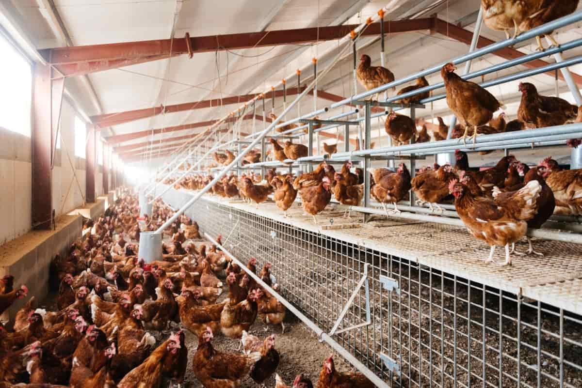 resources of Broiler Raising Cages For Keeping Chicken Layers exporters