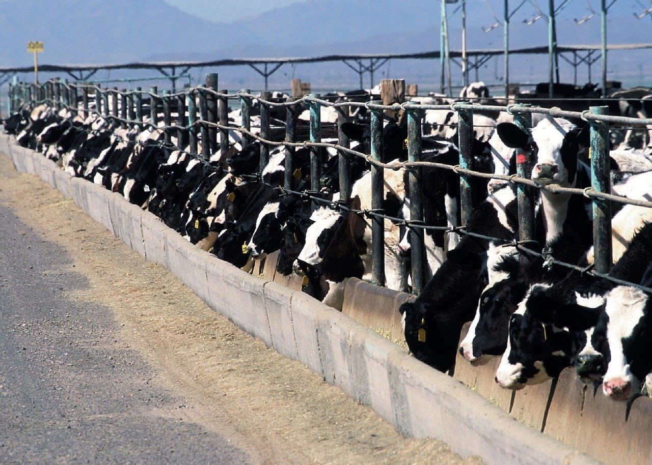 resources of Chicken Yolk And White Separator exporters