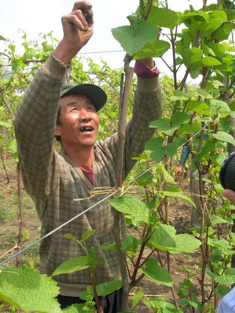 resources of Full Automatic Green Plant Pruning Machine exporters