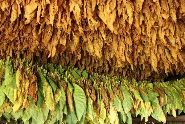 resources of black leaves test test changed exporters