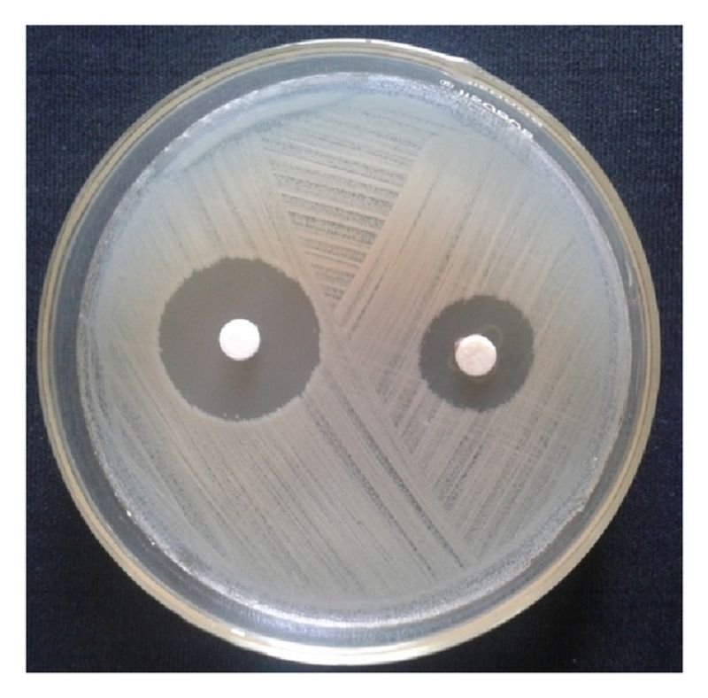 resources of 9Cm Petri Dish exporters resources of 9Cm Petri Dish exporters