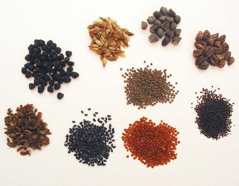 resources of Safflower Seeds exporters