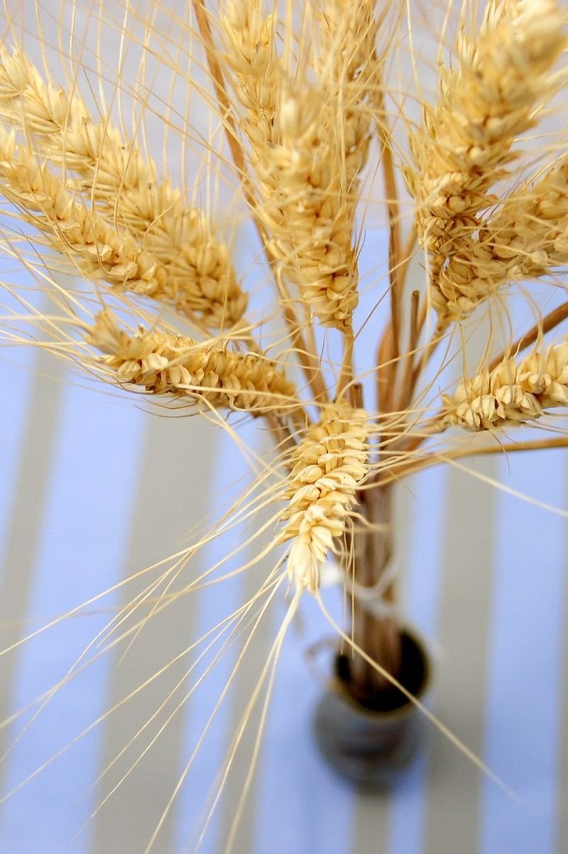 resources of Ddgs From Wheat exporters