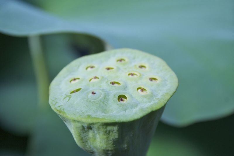 resources of Annatto seeds exporters
