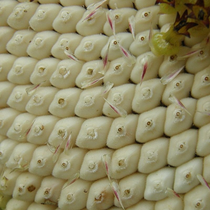 resources of Baby corn exporters