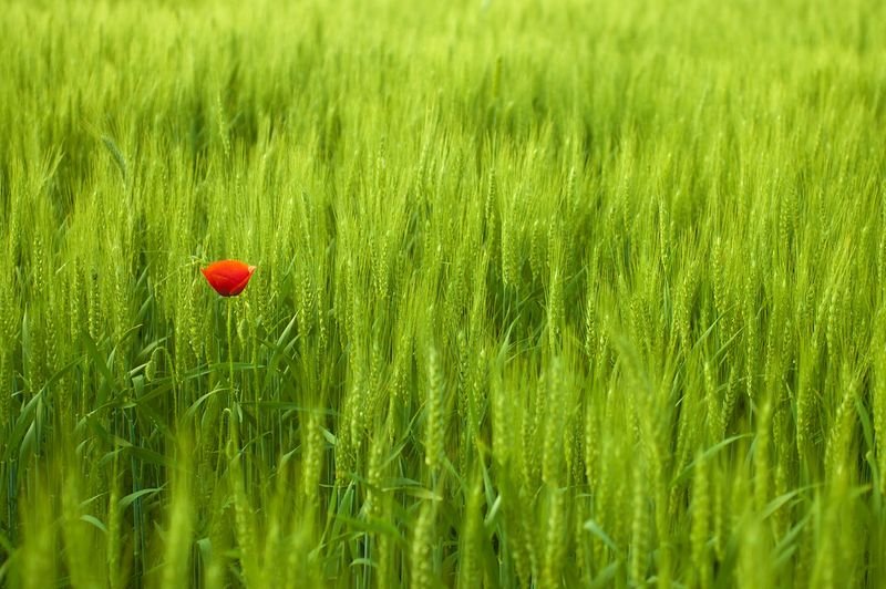 resources of Square Cut Cassia Vietnam exporters