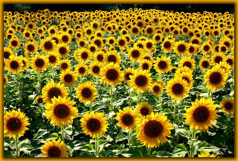 resources of seasam seeds exporters