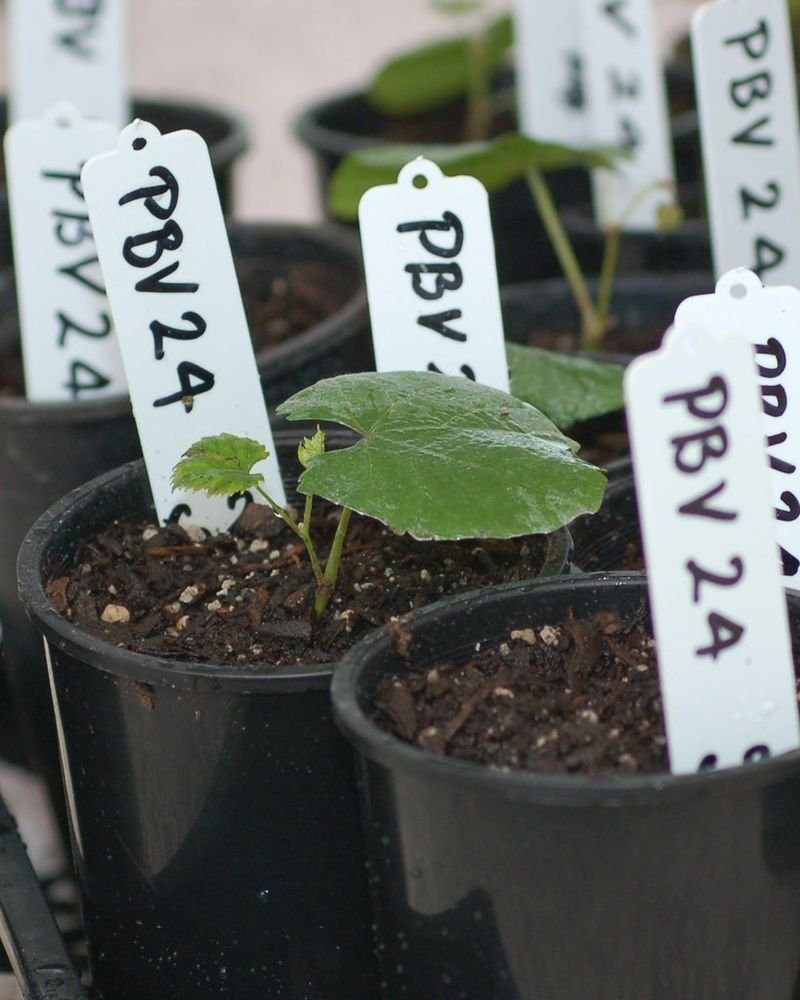 resources of Eucalyptus Globulus Seedlings exporters