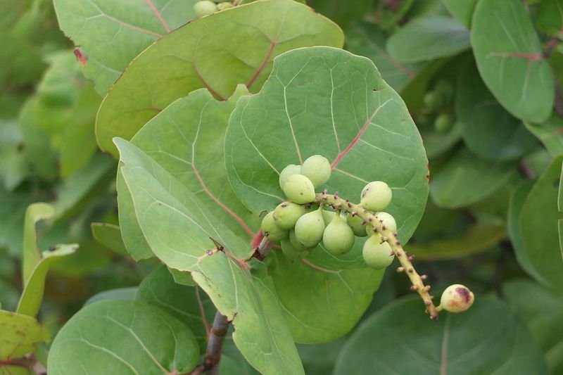 resources of Commiphora Guggul exporters