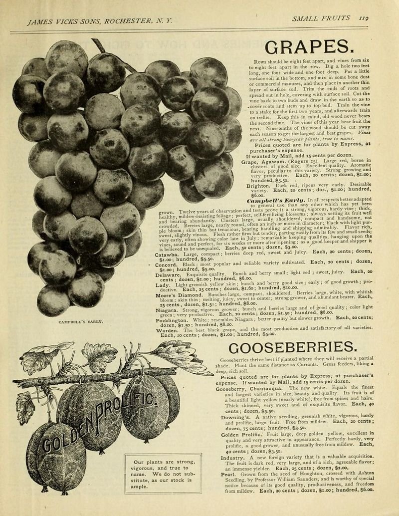 resources of Gooseberries exporters