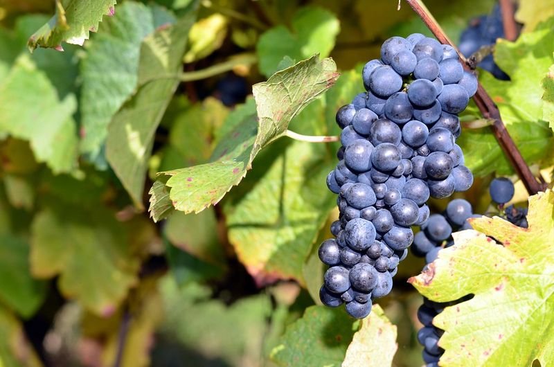 resources of Grape seed extract exporters