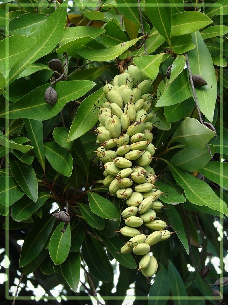 resources of Peru Balsam Essential Oil exporters