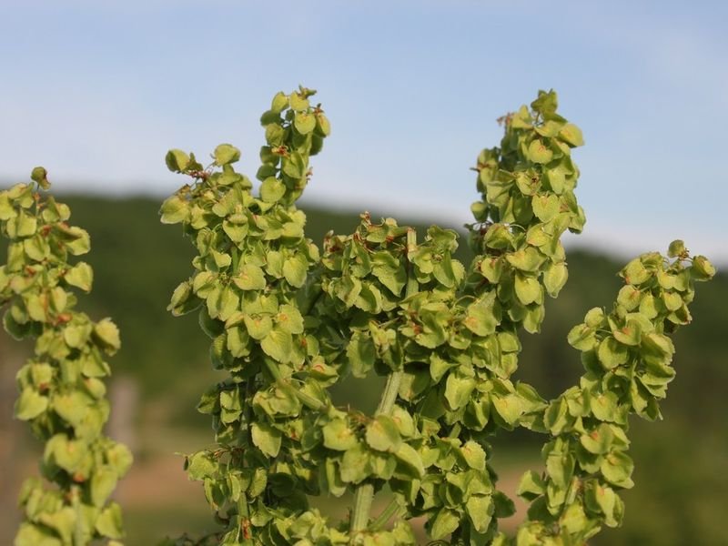 resources of Grape seed oil exporters