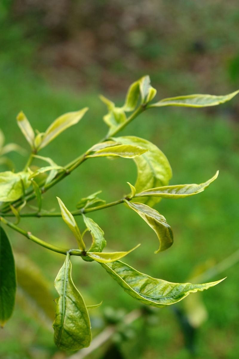 resources of Gymnema Sylvestre Leaves exporters