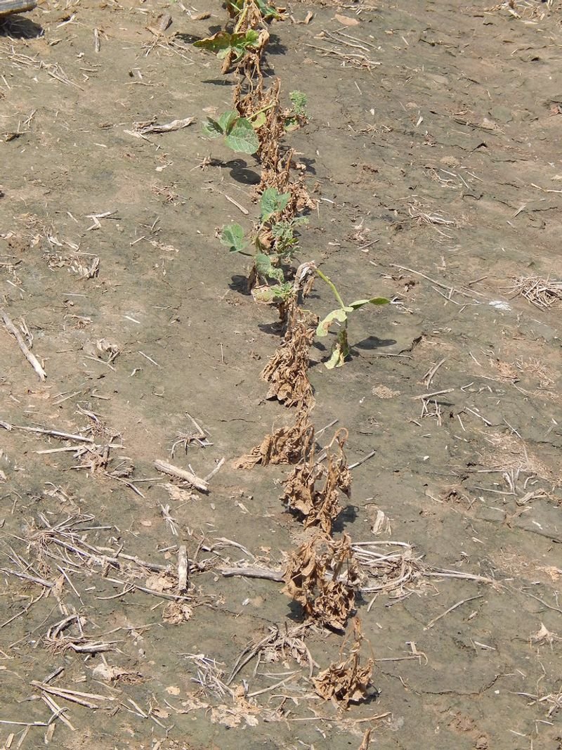 resources of Atrazine exporters