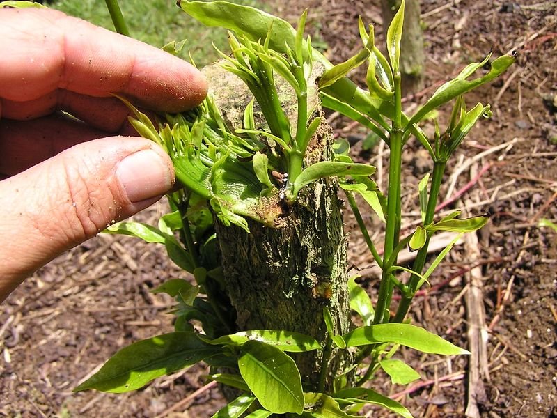 resources of ISO Factory Supply Rooting Plant Root iba exporters