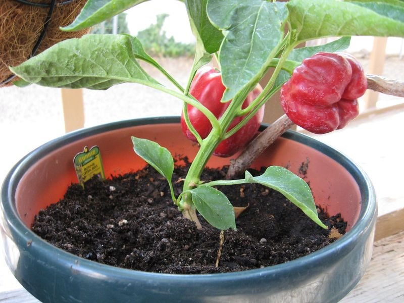 resources of Tomato Seeds F1(lycopersicon Esculentum Mill) exporters