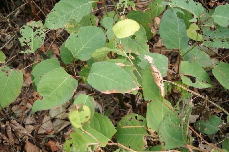 resources of Dry Mallow Leaves exporters