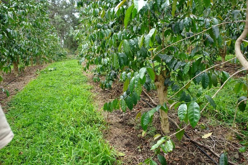 resources of Liquid Fertilizer  For Completely Filled Fruit exporters