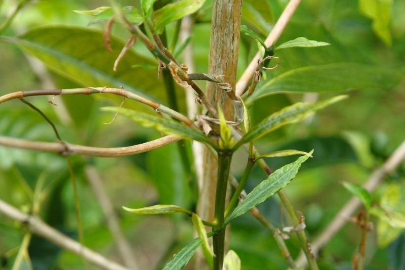 resources of Atrazine exporters