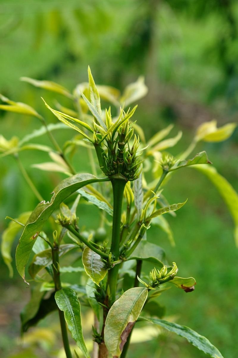 resources of Ridge Gourd-Raja (Hybrid) exporters