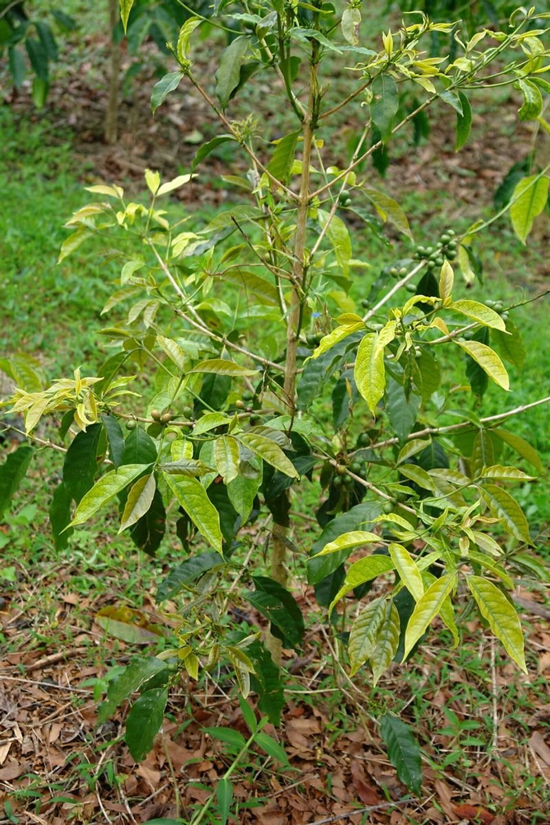 resources of Croton tiglium exporters