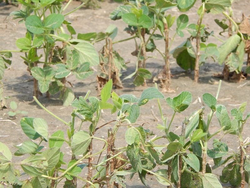 resources of Mancozeb, Fungicides By Terrastek China exporters