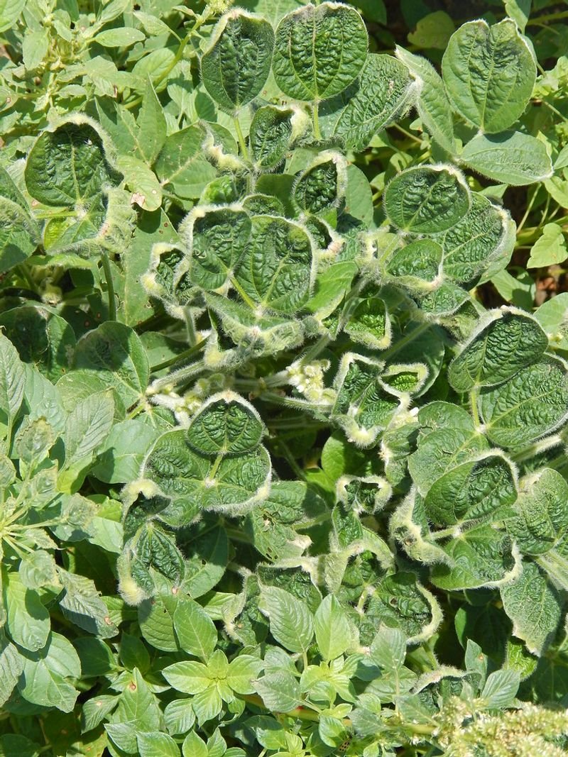 resources of Paraquat exporters