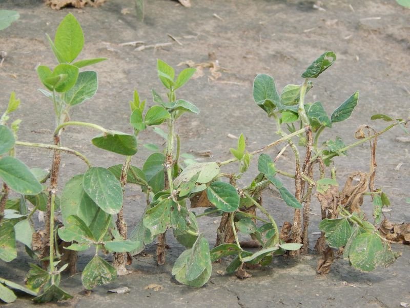 resources of Glyphosate 95%tc, 41%sl, 62%tkl, 74.7%sg exporters