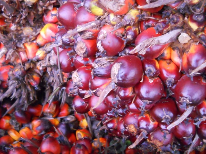 resources of Palm oil exporters