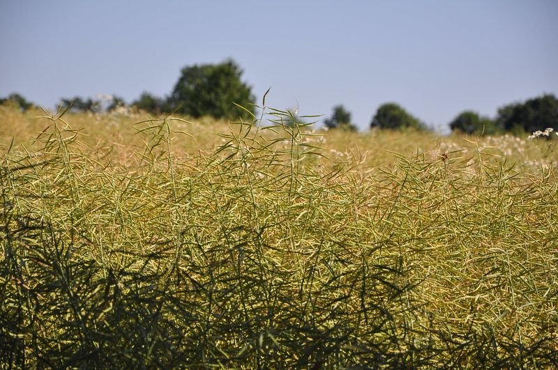 resources of Cheap Pure Alfalfa From Kenya exporters