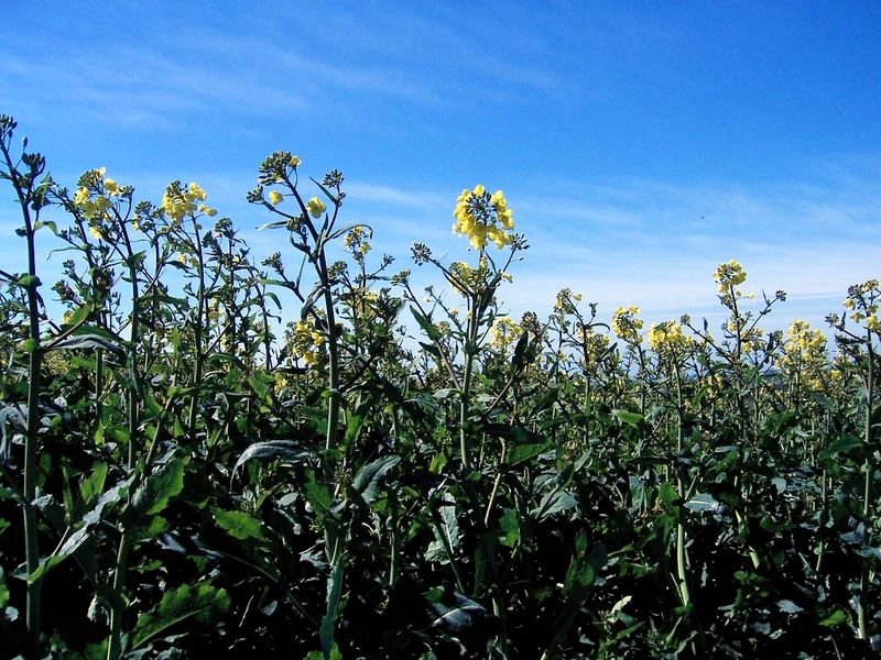 resources of Foliar Fertilizer  Increased Chlorophyll Content exporters