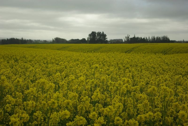 resources of Rapeseed Oil exporters