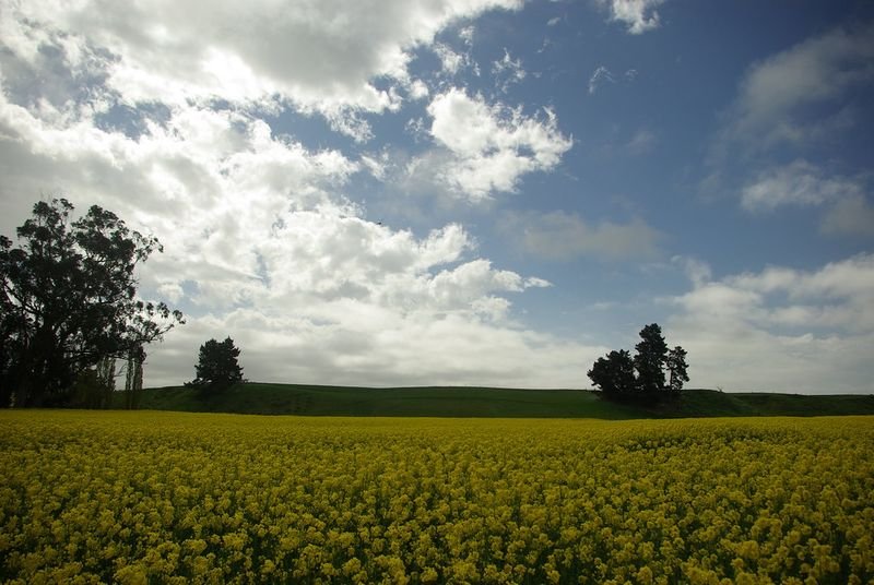 resources of Rapeseed exporters