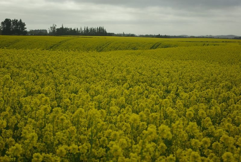 resources of Rape seeds, Ukrainian origin exporters