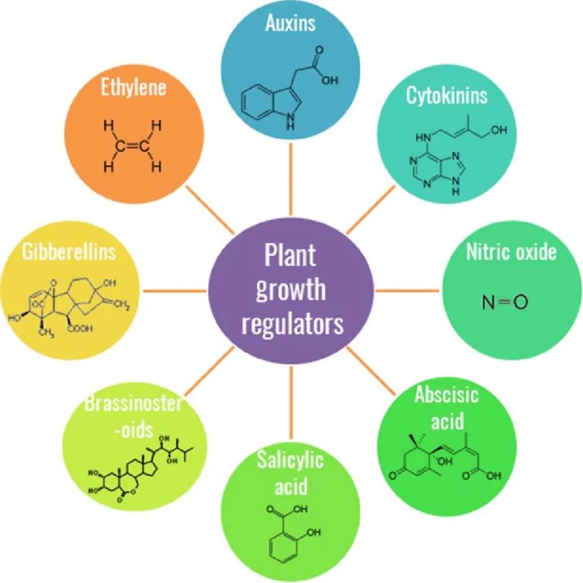 resources of Humic acid exporters