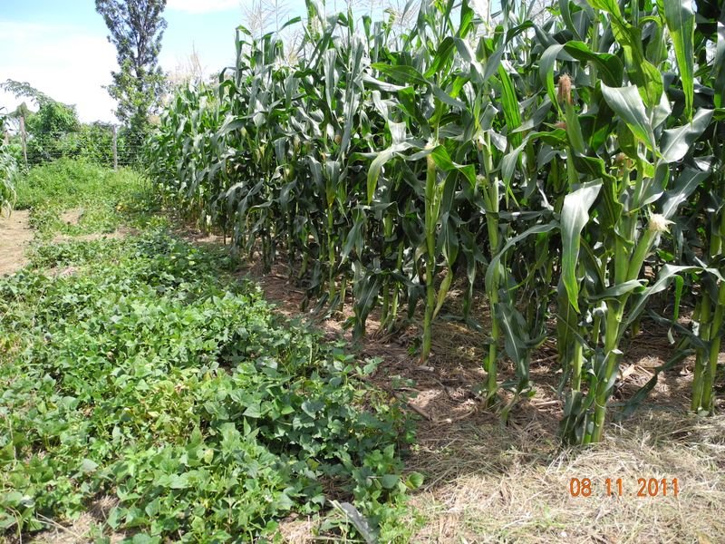 resources of Humic acid exporters