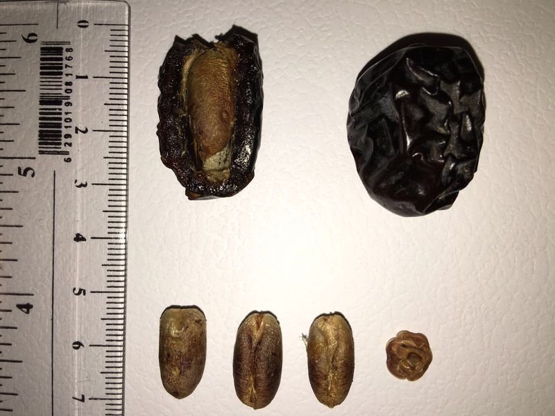 resources of Nigella Seeds exporters