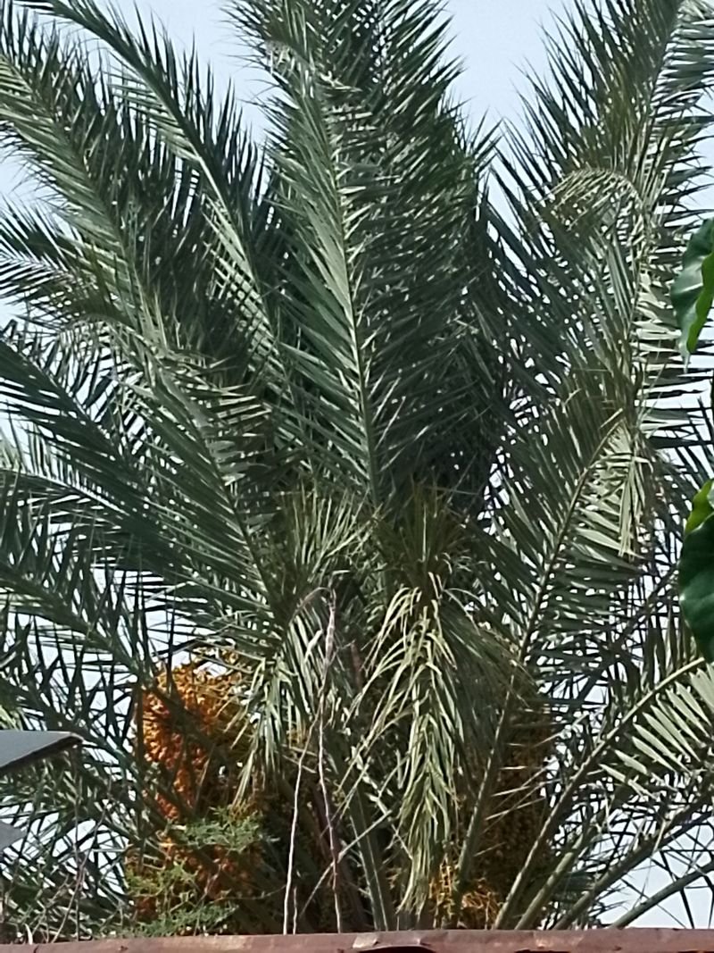 resources of RBD Palm olein cp8 cp10 for sae exporters