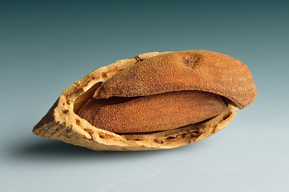 Almonds Exporters, Wholesaler & Manufacturer | Globaltradeplaza.com