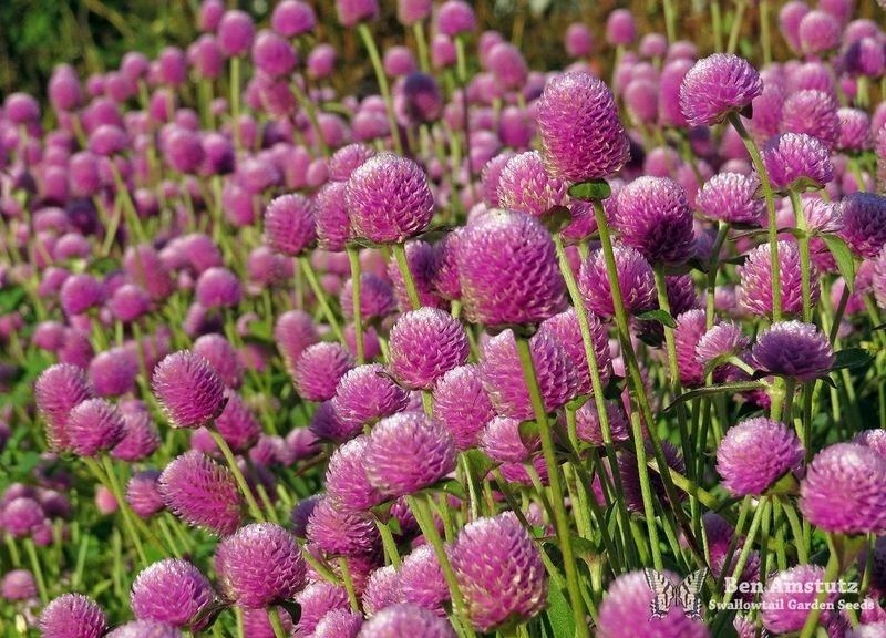 resources of Amaranth Seeds exporters